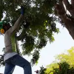 Tree Planting